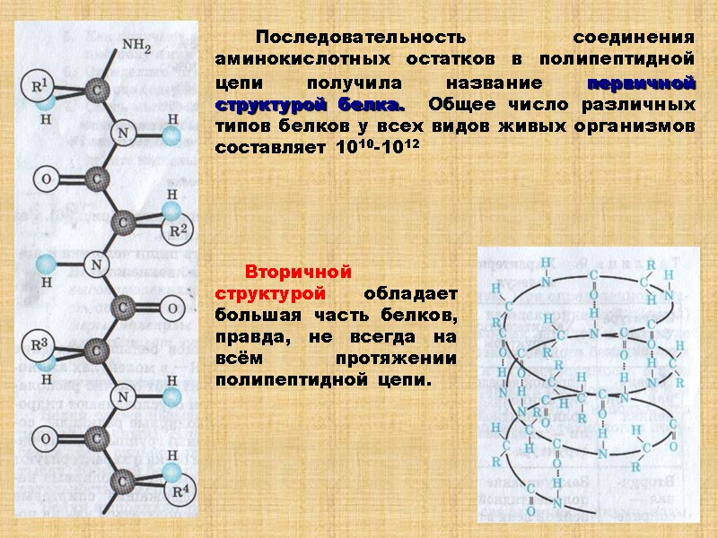 Последовательность соединения аминокислотных остатков в полипептидной цепи получила название первичной структурой белка.  Общее